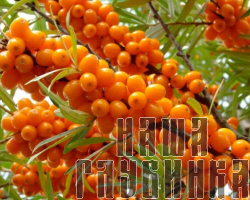 Огородная облепиха