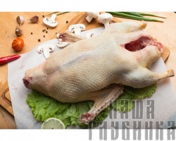 Домашний гусь