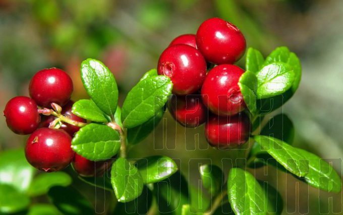 Купить свежие ягоды брусники в Москве с доставкой на дом