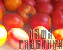 Огородные помидоры