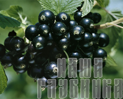 Чёрная смородина