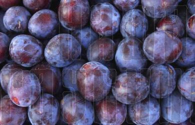 Слива садовая