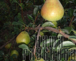 Груша прямо с ветки