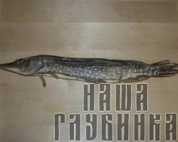 Щука вяленая
