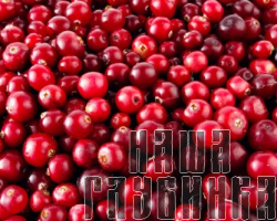 Лесная клюква