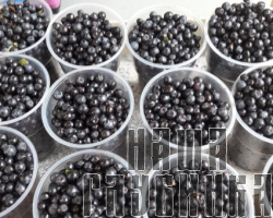 Лесная черника