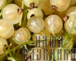 Белая смородина