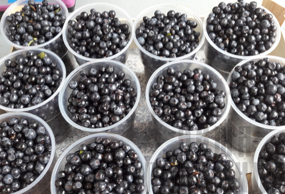 Ягоды свежей лесной черники. Купить в Москве с доставкой на дом.