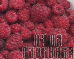 Огородная малина