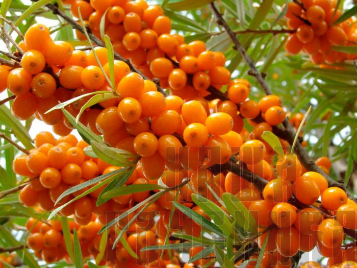 Купить свежие ягоды облепихи в Москве с доставкой на дом