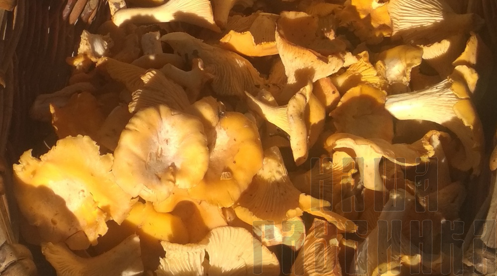 Грибы лисички