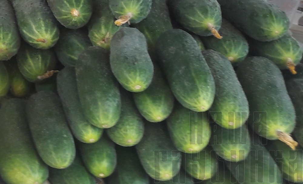 Купить огурцы свежие в Москве. Домашние огурцы с доставкой на дом.
