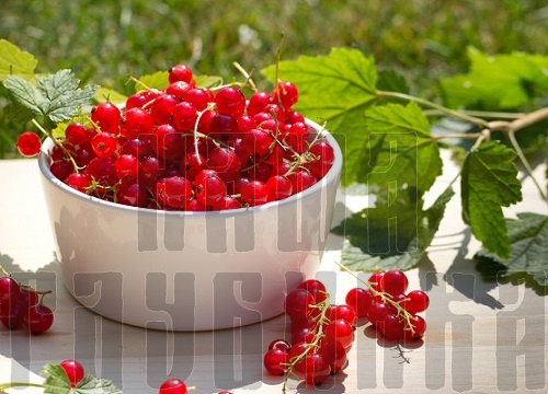 Свежие ягоды красной смородины, купить в Москве с доставкой на дом.