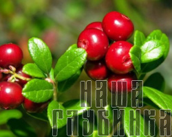 Лесная брусника