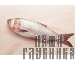 Толстолобик