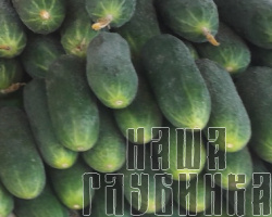 Огородные огурцы