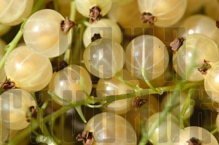 ​Купить свежие ягоды белой смородины в Москве с доставкой на дом.